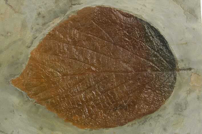 Large, Paleocene Fossil Leaf (Davidia) - Montana #377953
